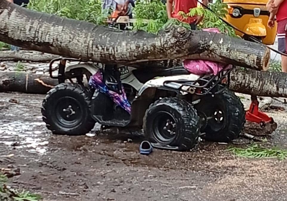 Motociclista aplastado por caída de árbol en Vargas