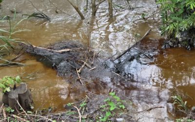 Cinco días sin agua en cuatro municipios de Veracruz por culpa de Pemex