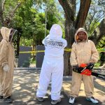 TERCER ATAQUE DE ABEJAS EN PARQUE DE VERACRUZ