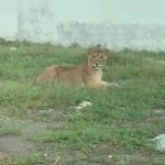 Profepa tiene miedo de atender posesión de animales exóticos en Riviera Veracruzana