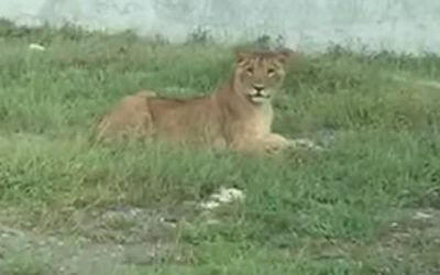 Profepa tiene miedo de atender posesión de animales exóticos en Riviera Veracruzana