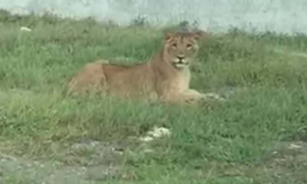 Profepa tiene miedo de atender posesión de animales exóticos en Riviera Veracruzana