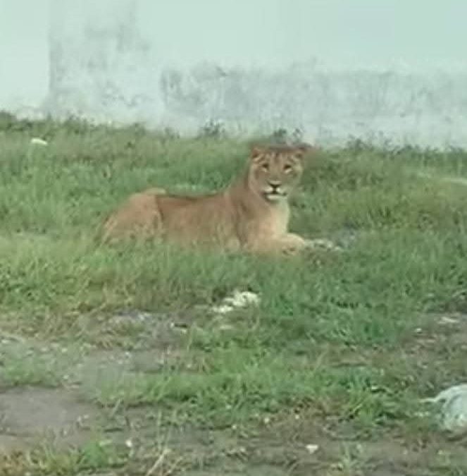 Profepa tiene miedo de atender posesión de animales exóticos en Riviera Veracruzana
