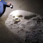 Por temporada de veda del cangrejo azul, se implementan recorridos de vigilancia en zona de costa de LosTuxtlas