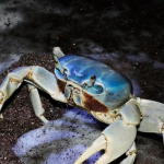 Reúnen más de 7 000 firmas para proteger al cangrejo azul en la Riviera Veracruzana