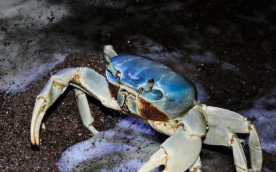 Reúnen más de 7 000 firmas para proteger al cangrejo azul en la Riviera Veracruzana