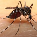 SESVER: ciudadanía también debe asumir responsabilidad en el control del dengue
