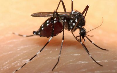 SESVER: ciudadanía también debe asumir responsabilidad en el control del dengue