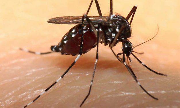 SESVER: ciudadanía también debe asumir responsabilidad en el control del dengue