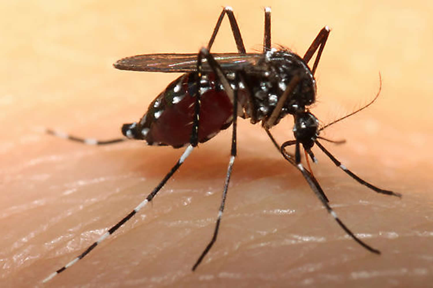 Chikungunya-mosquito