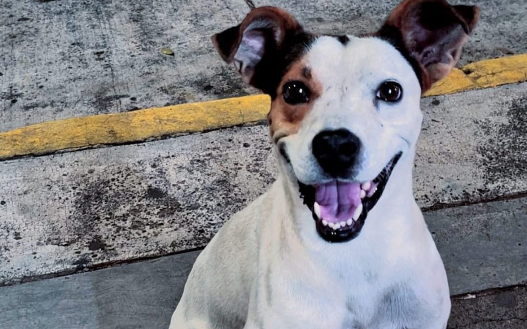 Denuncian envenenamiento de perros en Catemaco