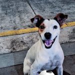 Denuncian envenenamiento de perros en Catemaco