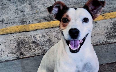 Denuncian envenenamiento de perros en Catemaco