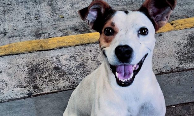 Denuncian envenenamiento de perros en Catemaco