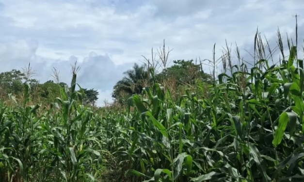 Veracruz siembra maíz con más proteínas que la leche; ya llegó a África