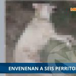 Indignación en Minatitlán: envenenan a seis perritos 