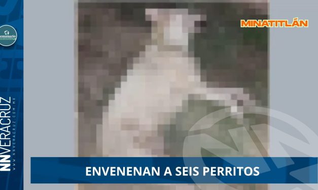 Indignación en Minatitlán: envenenan a seis perritos 