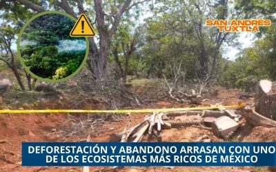  LA SELVA DE LOS TUXTLAS AGONIZA: DEFORESTACIÓN Y ABANDONO ARRASAN CON UNO DE LOS ECOSISTEMAS MÁS RICOS DE MÉXICO