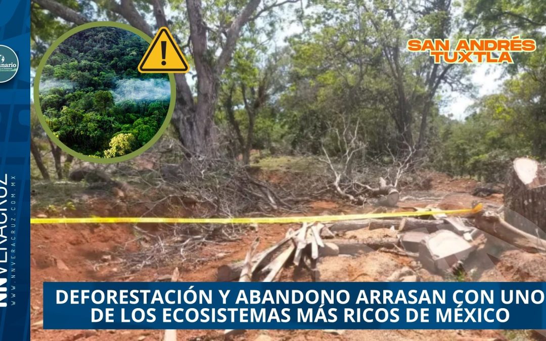  LA SELVA DE LOS TUXTLAS AGONIZA: DEFORESTACIÓN Y ABANDONO ARRASAN CON UNO DE LOS ECOSISTEMAS MÁS RICOS DE MÉXICO