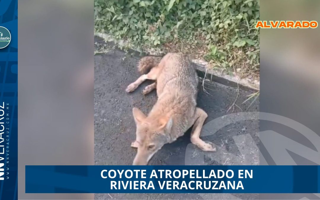 COYOTE ATROPELLADO EN RIVIERA VERACRUZANA EVIDENCIA FALTA DE PASOS DE FAUNA 