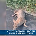 COYOTE ATROPELLADO EN RIVIERA VERACRUZANA EVIDENCIA FALTA DE PASOS DE FAUNA 