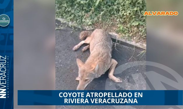 COYOTE ATROPELLADO EN RIVIERA VERACRUZANA EVIDENCIA FALTA DE PASOS DE FAUNA 