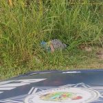 PERMANECE SIN IDENTIFICAR EL CUERPO HALLADO A ORILLAS DE LA CARRETERA FEDERAL CÓRDOBA-VERACRUZ