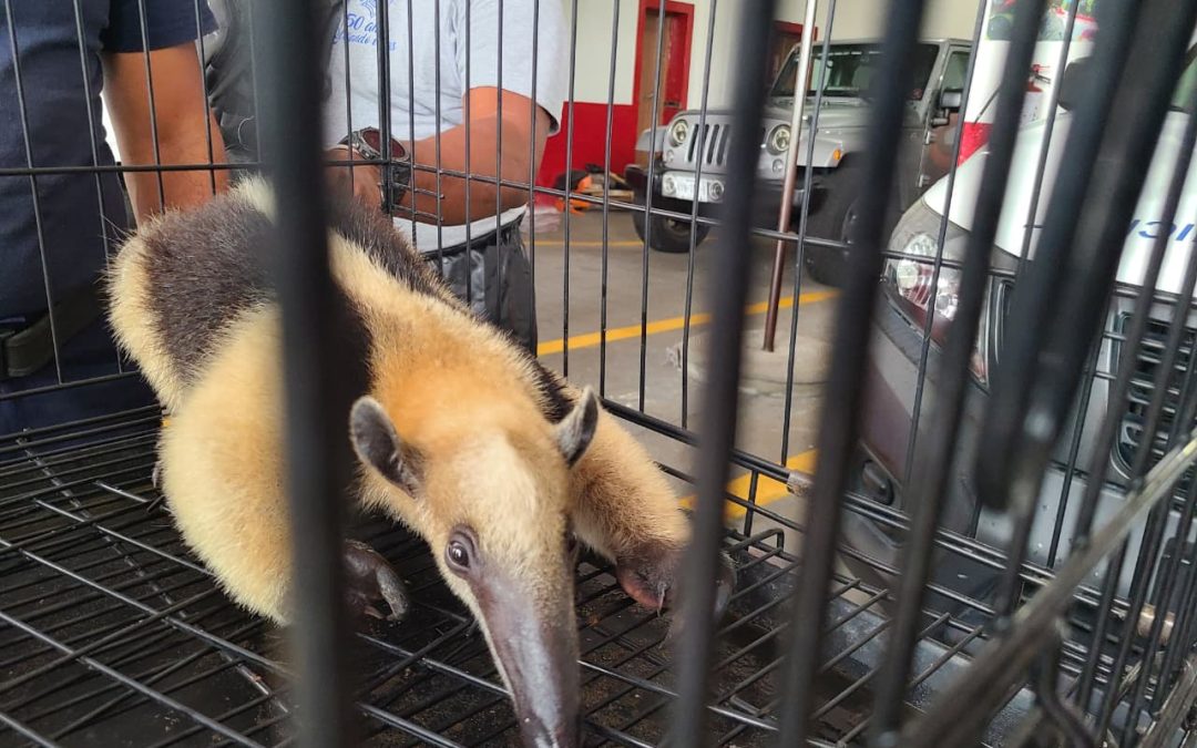 🦡RESGUARDA BOMBEROS DE VERACRUZ A OSO HORMIGUERO EN PRESUNTO CAUTIVERIO