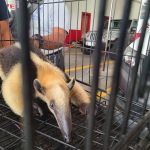 🦡RESGUARDA BOMBEROS DE VERACRUZ A OSO HORMIGUERO EN PRESUNTO CAUTIVERIO