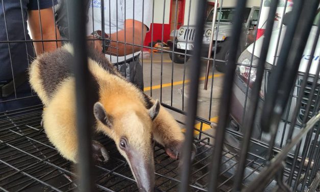 🦡RESGUARDA BOMBEROS DE VERACRUZ A OSO HORMIGUERO EN PRESUNTO CAUTIVERIO