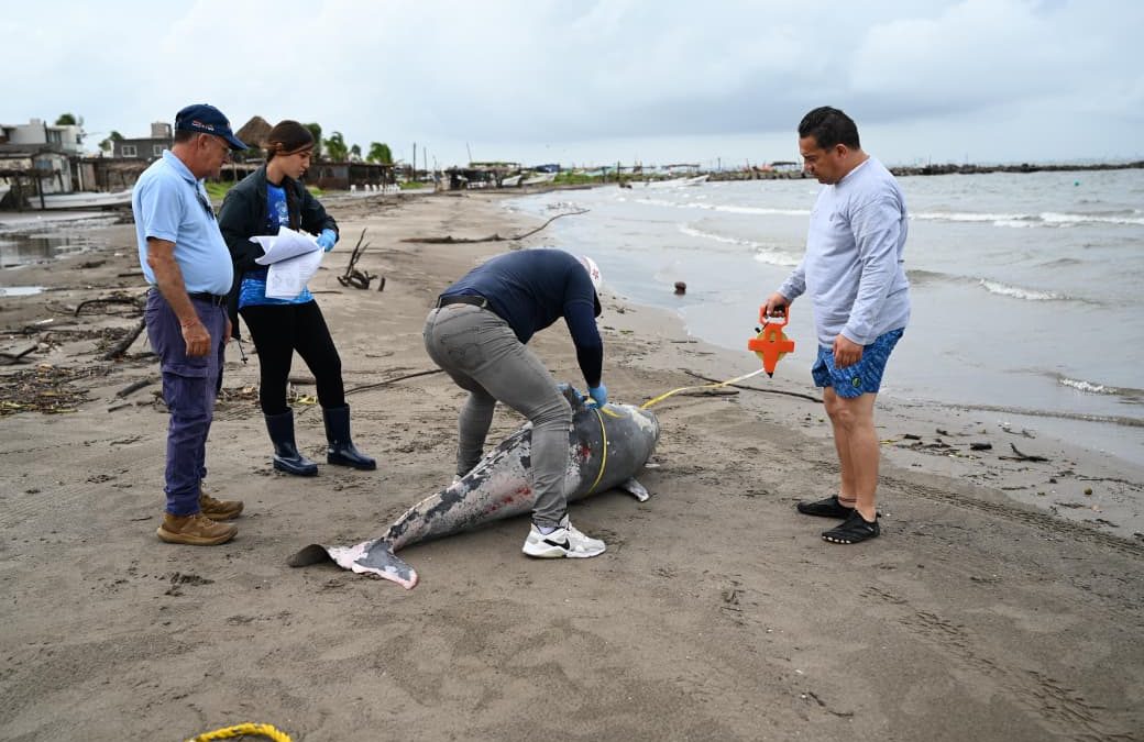 🦈PESCADORES SE ENCUENTRAN A DELFIN MUERTO EN PLAYA DE ALVARADO