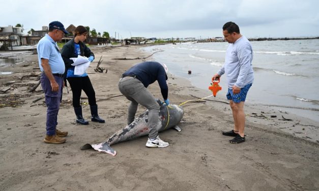 🦈PESCADORES SE ENCUENTRAN A DELFIN MUERTO EN PLAYA DE ALVARADO