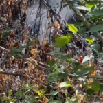 Peligro en Cotaxtla por derrame de combustible: autoridades activan protocolo de emergencia