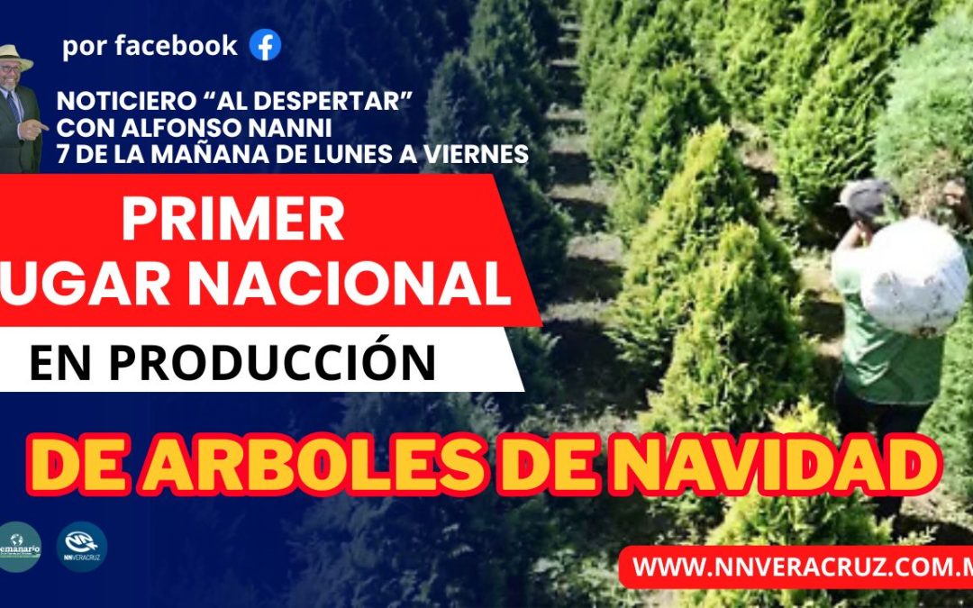 VERACRUZ PRIMER LUGAR NACIONAL EN LA PRODUCCION DE ARBOLES DE NAVIDAD