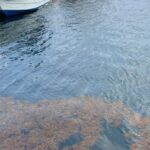 Llega sargazo a costas de Veracruz