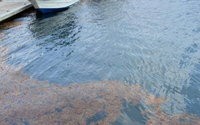 Llega sargazo a costas de Veracruz