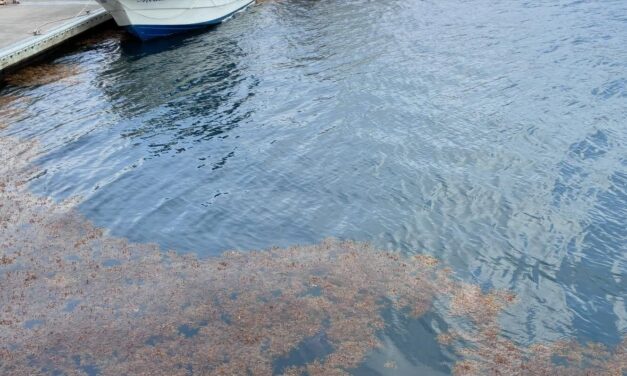 Llega sargazo a costas de Veracruz