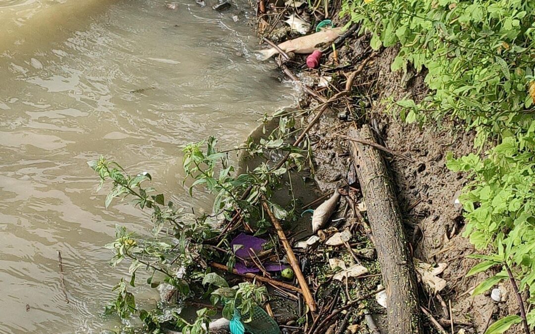 PC DE CAZONES REVISA MORTANDAD DE PECES EN RIOS