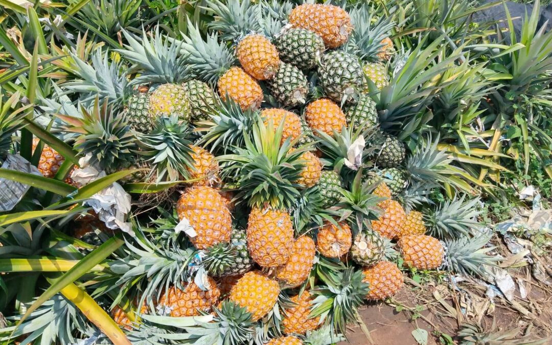COSECHA DE PIÑA A PUNTO DE PERDERSE EN TLALIXCOYAN