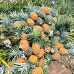 COSECHA DE PIÑA A PUNTO DE PERDERSE EN TLALIXCOYAN