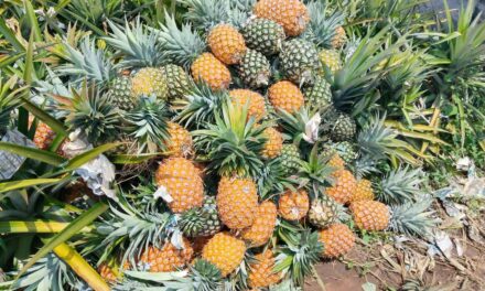 COSECHA DE PIÑA A PUNTO DE PERDERSE EN TLALIXCOYAN