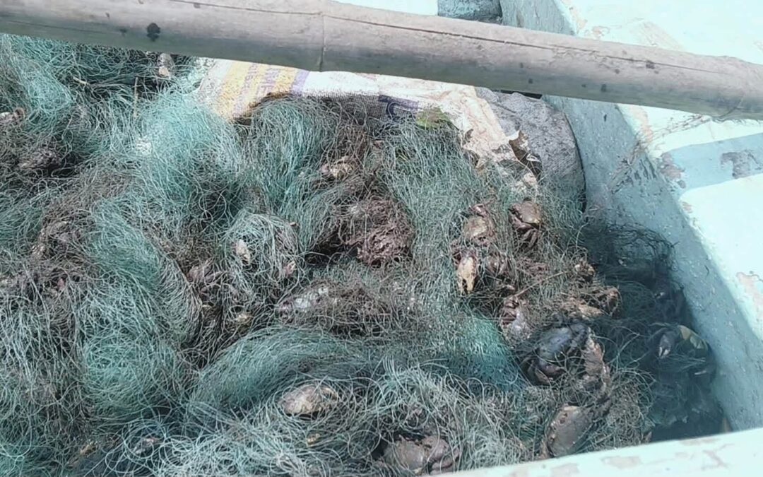 DESAFÍAN VEDA DEL CANGREJO AZUL EN COATZACOALCOS