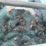 DESAFÍAN VEDA DEL CANGREJO AZUL EN COATZACOALCOS