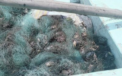 DESAFÍAN VEDA DEL CANGREJO AZUL EN COATZACOALCOS