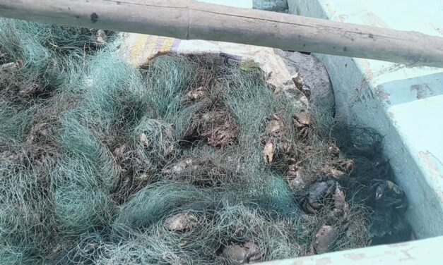 DESAFÍAN VEDA DEL CANGREJO AZUL EN COATZACOALCOS
