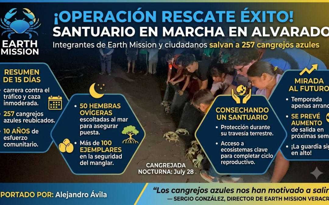 SANTUARIO EN MARCHA, VOLUNTARIOS SALVAN 257 CANGREJOS AZULES EN ALVARADO