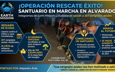 SANTUARIO EN MARCHA, VOLUNTARIOS SALVAN 257 CANGREJOS AZULES EN ALVARADO