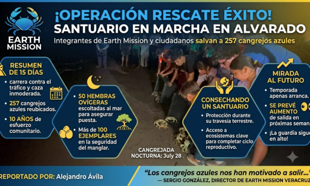 SANTUARIO EN MARCHA, VOLUNTARIOS SALVAN 257 CANGREJOS AZULES EN ALVARADO