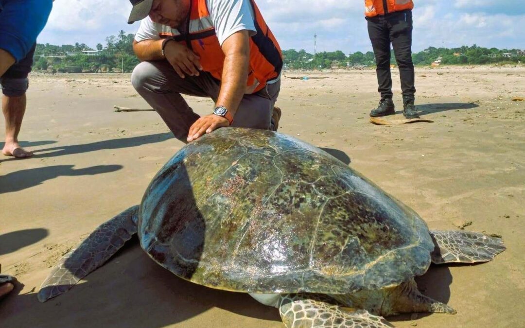 RESCATAN TORTUGA DE MÁS DE CIEN KILOS