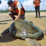 RESCATAN TORTUGA DE MÁS DE CIEN KILOS